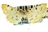  (Phaedropsis sp. 2CRPYA - CNCLEP00089494)  @11 [ ] CreativeCommons - Attribution Non-Commercial Share-Alike (2011) Jean-Francois Landry, CNC and Zhaofu Yang, BIO Canadian National Collections