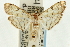  ( - CNCLEP00089505)  @11 [ ] CreativeCommons - Attribution Non-Commercial Share-Alike (2011) Jean-Francois Landry, CNC and Zhaofu Yang, BIO Canadian National Collections