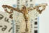  ( - CNCLEP00089534)  @11 [ ] CreativeCommons - Attribution Non-Commercial Share-Alike (2011) Jean-Francois Landry, CNC and Zhaofu Yang, BIO Canadian National Collections