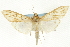  (Chilochromopsis sceletogramma - CNCLEP00089536)  @11 [ ] CreativeCommons - Attribution Non-Commercial Share-Alike (2011) Jean-Francois Landry, CNC and Zhaofu Yang, BIO Canadian National Collections