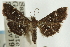  ( - CNCLEP00089546)  @11 [ ] CreativeCommons - Attribution Non-Commercial Share-Alike (2011) Jean-Francois Landry, CNC and Zhaofu Yang, BIO Canadian National Collections