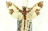  ( - CNCLEP00089564)  @11 [ ] CreativeCommons - Attribution Non-Commercial Share-Alike (2011) Jean-Francois Landry, CNC and Zhaofu Yang, BIO Canadian National Collections
