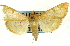  (Psara hesperialis - CNCLEP00089576)  @11 [ ] CreativeCommons - Attribution Non-Commercial Share-Alike (2011) Jean-Francois Landry, CNC and Zhaofu Yang, BIO Canadian National Collections