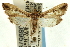  ( - CNCLEP00089579)  @11 [ ] CreativeCommons - Attribution Non-Commercial Share-Alike (2011) Jean-Francois Landry, CNC and Zhaofu Yang, BIO Canadian National Collections