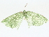  ( - BIOUG62729-A06)  @12 [ ] CreativeCommons - Attribution (2022) CBG Photography Group Centre for Biodiversity Genomics