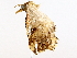  ( - BIOUG62729-F02)  @11 [ ] CreativeCommons - Attribution (2022) CBG Photography Group Centre for Biodiversity Genomics