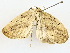  ( - BIOUG62731-A01)  @11 [ ] CreativeCommons - Attribution (2022) CBG Photography Group Centre for Biodiversity Genomics