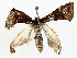  ( - BIOUG62731-A02)  @11 [ ] CreativeCommons - Attribution (2022) CBG Photography Group Centre for Biodiversity Genomics