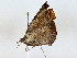  ( - BIOUG62732-F09)  @11 [ ] CreativeCommons - Attribution (2022) CBG Photography Group Centre for Biodiversity Genomics