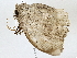  ( - BIOUG62732-F10)  @11 [ ] CreativeCommons - Attribution (2022) CBG Photography Group Centre for Biodiversity Genomics