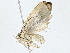  (Antaeotricha Malaise6788 - BIOUG62732-G06)  @11 [ ] CreativeCommons - Attribution (2022) CBG Photography Group Centre for Biodiversity Genomics