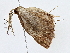  ( - BIOUG70301-A12)  @11 [ ] CreativeCommons - Attribution (2022) CBG Photography Group Centre for Biodiversity Genomics