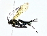  (Zonopimpla malaise9287 - BIOUG70301-E05)  @11 [ ] CreativeCommons - Attribution (2022) CBG Photography Group Centre for Biodiversity Genomics