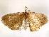  ( - BIOUG72940-A01)  @11 [ ] CreativeCommons - Attribution (2022) CBG Photography Group Centre for Biodiversity Genomics