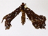  ( - BIOUG72940-A04)  @11 [ ] CreativeCommons - Attribution (2022) CBG Photography Group Centre for Biodiversity Genomics