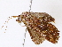  ( - BIOUG72940-A09)  @11 [ ] CreativeCommons - Attribution (2022) CBG Photography Group Centre for Biodiversity Genomics
