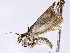  ( - BIOUG72940-F12)  @11 [ ] CreativeCommons - Attribution (2022) CBG Photography Group Centre for Biodiversity Genomics