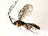  (Megastylus Malaise0695 - BIOUG72941-A04)  @11 [ ] CreativeCommons - Attribution (2022) CBG Photography Group Centre for Biodiversity Genomics