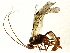  ( - BIOUG72941-A06)  @11 [ ] CreativeCommons - Attribution (2022) CBG Photography Group Centre for Biodiversity Genomics