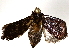  ( - BIOUG72941-C01)  @11 [ ] CreativeCommons - Attribution (2022) CBG Photography Group Centre for Biodiversity Genomics
