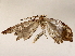  ( - BIOUG72941-C03)  @11 [ ] CreativeCommons - Attribution (2022) CBG Photography Group Centre for Biodiversity Genomics