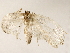  ( - BIOUG72941-C04)  @11 [ ] CreativeCommons - Attribution (2022) CBG Photography Group Centre for Biodiversity Genomics