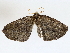  ( - BIOUG72942-A01)  @11 [ ] CreativeCommons - Attribution (2022) CBG Photography Group Centre for Biodiversity Genomics