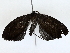  ( - BIOUG72942-A02)  @11 [ ] CreativeCommons - Attribution (2022) CBG Photography Group Centre for Biodiversity Genomics