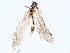  (elachMalaise4977 - BIOUG72942-A12)  @11 [ ] CreativeCommons - Attribution (2022) CBG Photography Group Centre for Biodiversity Genomics