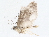  (elachSICCDB4977 - BIOUG72942-B01)  @11 [ ] CreativeCommons - Attribution (2022) CBG Photography Group Centre for Biodiversity Genomics