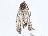  ( - BIOUG72942-B03)  @11 [ ] CreativeCommons - Attribution (2022) CBG Photography Group Centre for Biodiversity Genomics