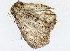  ( - BIOUG72942-D05)  @11 [ ] CreativeCommons - Attribution (2022) CBG Photography Group Centre for Biodiversity Genomics