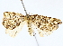  ( - BIOUG72942-D10)  @11 [ ] CreativeCommons - Attribution (2022) CBG Photography Group Centre for Biodiversity Genomics