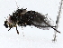 ( - BIOUG72942-F06)  @11 [ ] CreativeCommons - Attribution (2022) CBG Photography Group Centre for Biodiversity Genomics