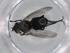  (Phytomyptera Malaise4097 - BIOUG75789-G07)  @11 [ ] CreativeCommons - Attribution (2022) Centre for Biodiversity Genomics Centre for Biodiversity Genomics