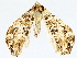  ( - BIOUG76540-B06)  @11 [ ] CreativeCommons - Attribution (2022) CBG Photography Group Centre for Biodiversity Genomics