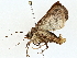 ( - BIOUG77711-C01)  @11 [ ] CreativeCommons - Attribution (2022) CBG Photography Group Centre for Biodiversity Genomics