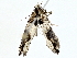  ( - BIOUG77711-D03)  @11 [ ] CreativeCommons - Attribution (2022) CBG Photography Group Centre for Biodiversity Genomics