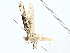  ( - BIOUG77711-D06)  @11 [ ] CreativeCommons - Attribution (2022) CBG Photography Group Centre for Biodiversity Genomics