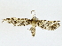  ( - BIOUG77711-F02)  @11 [ ] CreativeCommons - Attribution (2022) CBG Photography Group Centre for Biodiversity Genomics