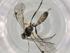  (Plectiscidea Malaise2417 - BIOUG77788-G02)  @11 [ ] CreativeCommons - Attribution (2022) Centre for Biodiversity Genomics Centre for Biodiversity Genomics