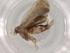  (Hypenodes Malaise9544 - BIOUG80030-B11)  @11 [ ] CreativeCommons - Attribution (2022) Centre for Biodiversity Genomics Centre for Biodiversity Genomics