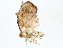  (elachMalaise3929 - BIOUG80132-D08)  @11 [ ] CreativeCommons - Attribution (2022) CBG Photography Group Centre for Biodiversity Genomics