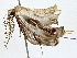  ( - BIOUG80133-A06)  @11 [ ] CreativeCommons - Attribution (2022) CBG Photography Group Centre for Biodiversity Genomics