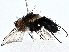  ( - BIOUG80133-C09)  @11 [ ] CreativeCommons - Attribution (2022) CBG Photography Group Centre for Biodiversity Genomics