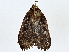  ( - BIOUG80133-C10)  @11 [ ] CreativeCommons - Attribution (2022) CBG Photography Group Centre for Biodiversity Genomics