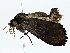  ( - BIOUG80703-F08)  @11 [ ] CreativeCommons - Attribution (2022) CBG Photography Group Centre for Biodiversity Genomics