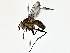  ( - BIOUG80703-H01)  @11 [ ] CreativeCommons - Attribution (2022) CBG Photography Group Centre for Biodiversity Genomics