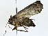  ( - BIOUG80704-C02)  @11 [ ] CreativeCommons - Attribution (2022) CBG Photography Group Centre for Biodiversity Genomics