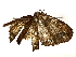  ( - BIOUG70301-G01)  @11 [ ] CreativeCommons - Attribution (2022) CBG Photography Group Centre for Biodiversity Genomics